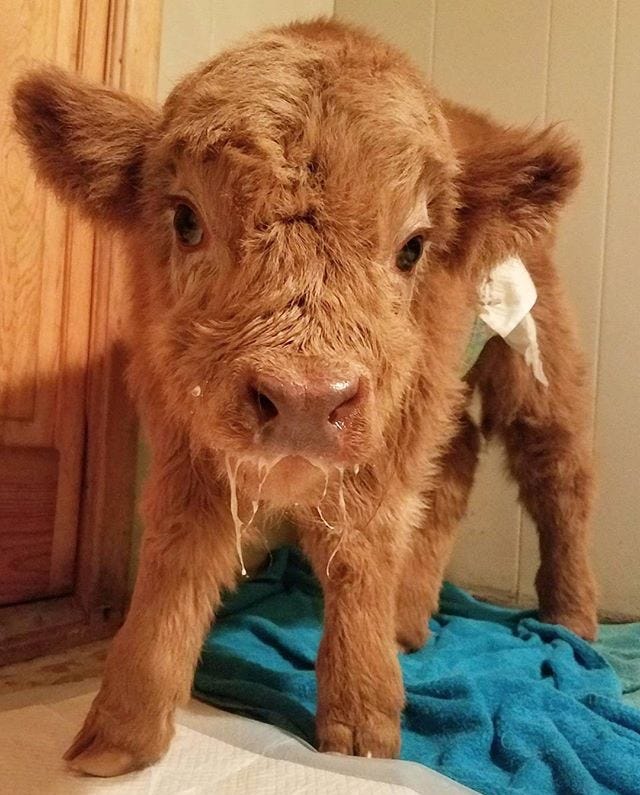 baby highland cow stuffed animal